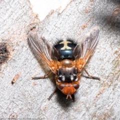 Microtropesa sp. (genus) (Tachinid fly) at Holt, ACT - 9 Aug 2021 by Roger