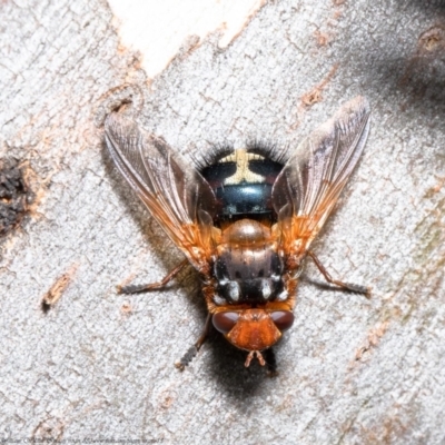 Microtropesa sp. (genus) (Tachinid fly) at Woodstock Nature Reserve - 9 Aug 2021 by Roger