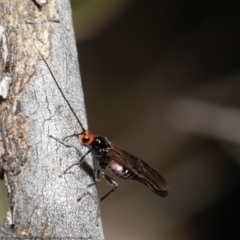 Callibracon capitator (White Flank Black Braconid Wasp) at Holt, ACT - 9 Aug 2021 by Roger