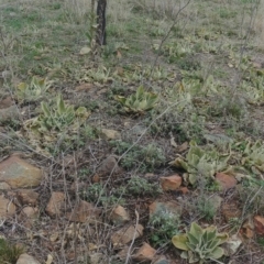 Verbascum thapsus subsp. thapsus (Great Mullein, Aaron's Rod) at Mount Majura - 9 Aug 2021 by Avery