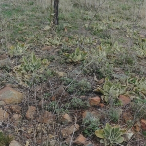 Verbascum thapsus subsp. thapsus at Downer, ACT - 9 Aug 2021 05:12 PM