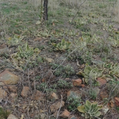 Verbascum thapsus subsp. thapsus (Great Mullein, Aaron's Rod) at Mount Majura - 9 Aug 2021 by Avery