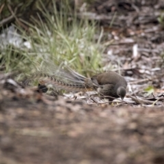 Menura novaehollandiae (Superb Lyrebird) at Cotter River, ACT - 4 Aug 2021 by trevsci