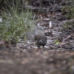 Menura novaehollandiae at Cotter River, ACT - 4 Aug 2021