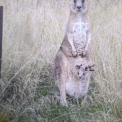 Macropus giganteus (Eastern Grey Kangaroo) at Thurgoona, NSW - 9 Aug 2021 by Darcy