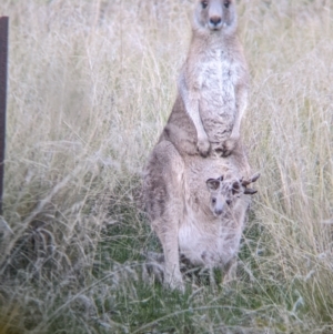 Macropus giganteus at Thurgoona, NSW - 9 Aug 2021 04:28 PM