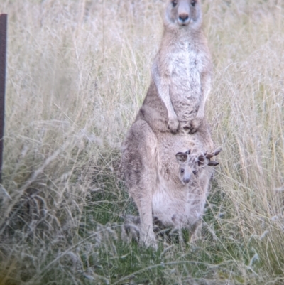 Macropus giganteus (Eastern Grey Kangaroo) at Charles Sturt University - 9 Aug 2021 by Darcy