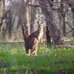 Macropus giganteus at Thurgoona, NSW - 9 Aug 2021 04:28 PM