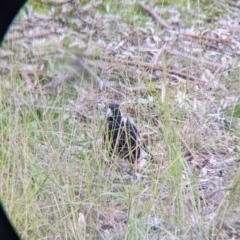 Gymnorhina tibicen (Australian Magpie) at Albury - 9 Aug 2021 by Darcy