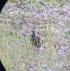 Gymnorhina tibicen at Thurgoona, NSW - 9 Aug 2021 04:30 PM