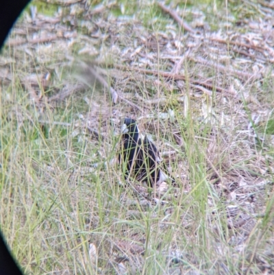 Gymnorhina tibicen (Australian Magpie) at Albury - 9 Aug 2021 by Darcy