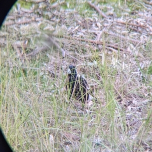 Gymnorhina tibicen at Thurgoona, NSW - 9 Aug 2021