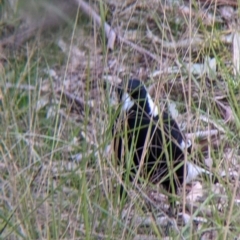 Gymnorhina tibicen at Thurgoona, NSW - 9 Aug 2021