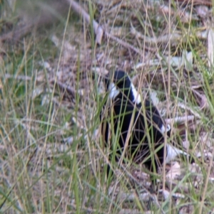 Gymnorhina tibicen at Thurgoona, NSW - 9 Aug 2021 04:30 PM