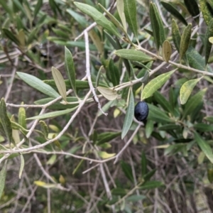 Olea europaea at Thurgoona, NSW - 9 Aug 2021 04:31 PM