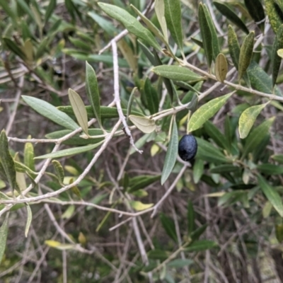 Olea europaea (Common Olive) at Thurgoona, NSW - 9 Aug 2021 by Darcy