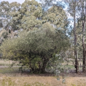 Olea europaea at Thurgoona, NSW - 9 Aug 2021 04:31 PM