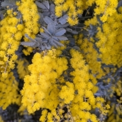 Acacia baileyana (Cootamundra Wattle, Golden Mimosa) at Thurgoona, NSW - 9 Aug 2021 by Darcy