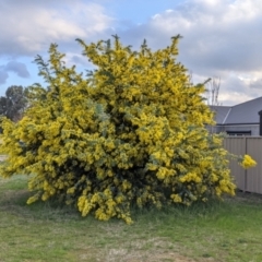 Acacia baileyana at Thurgoona, NSW - 9 Aug 2021