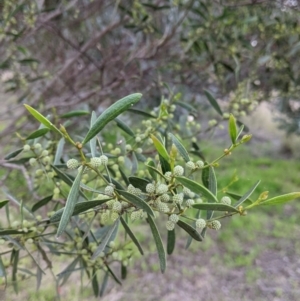 Acacia verniciflua at Thurgoona, NSW - 9 Aug 2021