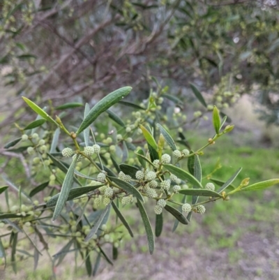 Acacia verniciflua (Varnish Wattle) at Albury - 9 Aug 2021 by Darcy