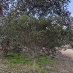 Acacia verniciflua at Thurgoona, NSW - 9 Aug 2021