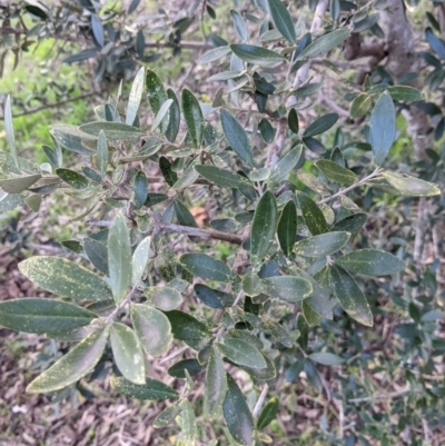 Olea europaea (Common Olive) at Charles Sturt University - 9 Aug 2021 by Darcy