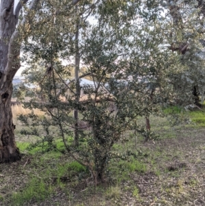 Olea europaea at Thurgoona, NSW - 9 Aug 2021