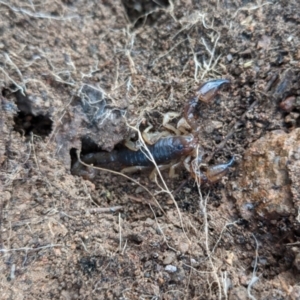 Urodacus manicatus at Stromlo, ACT - 8 Aug 2021