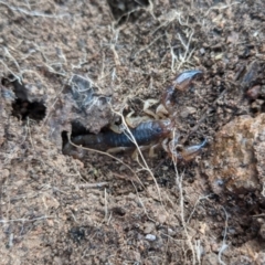 Urodacus manicatus (Black Rock Scorpion) at Stromlo, ACT - 8 Aug 2021 by SusanneG