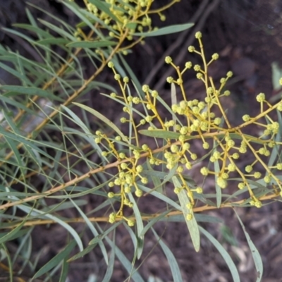 Acacia decora (Showy Wattle) at Thurgoona, NSW - 9 Aug 2021 by Darcy