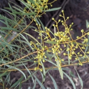 Acacia decora at Thurgoona, NSW - 9 Aug 2021
