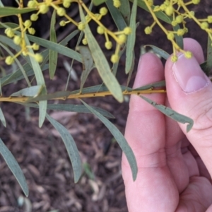 Acacia decora at Thurgoona, NSW - 9 Aug 2021 04:36 PM