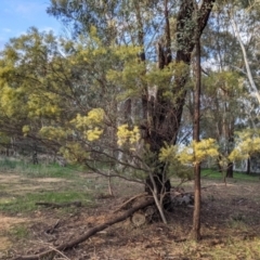 Acacia decora at Thurgoona, NSW - 9 Aug 2021 04:36 PM