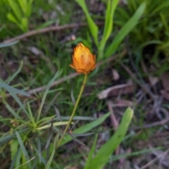 Xerochrysum viscosum (Sticky Everlasting) at Charles Sturt University - 9 Aug 2021 by Darcy