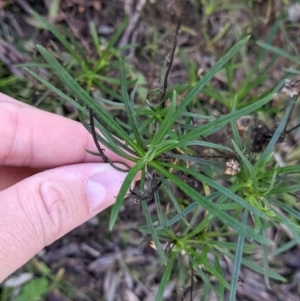 Xerochrysum viscosum at Thurgoona, NSW - 9 Aug 2021