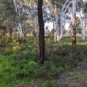 Xerochrysum viscosum at Thurgoona, NSW - 9 Aug 2021