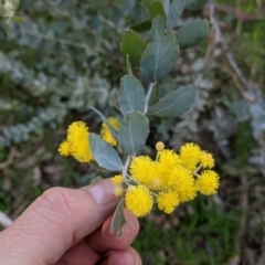 Acacia podalyriifolia (Queensland Silver Wattle) at Albury - 9 Aug 2021 by Darcy