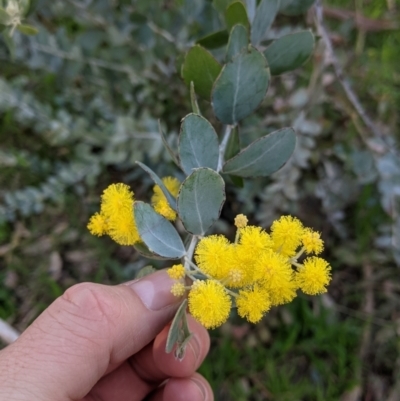 Acacia podalyriifolia (Queensland Silver Wattle) at Albury - 9 Aug 2021 by Darcy