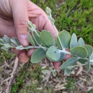 Acacia podalyriifolia at Thurgoona, NSW - 9 Aug 2021