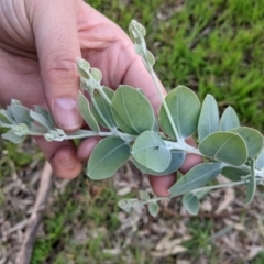 Acacia podalyriifolia at Thurgoona, NSW - 9 Aug 2021