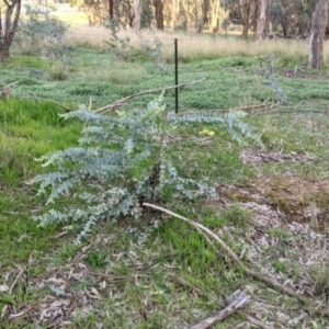 Acacia podalyriifolia at Thurgoona, NSW - 9 Aug 2021 04:39 PM