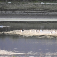 Recurvirostra novaehollandiae (Red-necked Avocet) at Fyshwick, ACT - 9 Aug 2021 by Liam.m