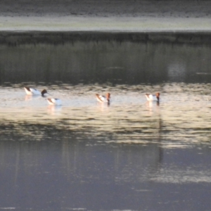 Recurvirostra novaehollandiae at Fyshwick, ACT - 9 Aug 2021