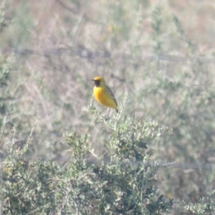 Epthianura aurifrons (Orange Chat) at Euabalong, NSW - 4 Oct 2017 by Liam.m