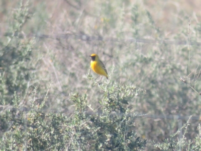Epthianura aurifrons (Orange Chat) at Euabalong, NSW - 5 Oct 2017 by Liam.m
