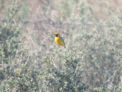 Epthianura aurifrons (Orange Chat) at Euabalong, NSW - 4 Oct 2017 by Liam.m