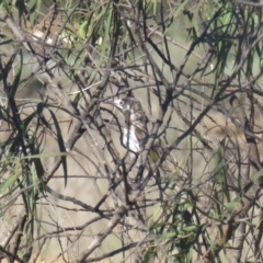 Purnella albifrons (White-fronted Honeyeater) at Round Hill Nature Reserve - 4 Oct 2017 by Liam.m