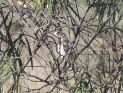 Purnella albifrons (White-fronted Honeyeater) at Euabalong, NSW - 4 Oct 2017 by Liam.m