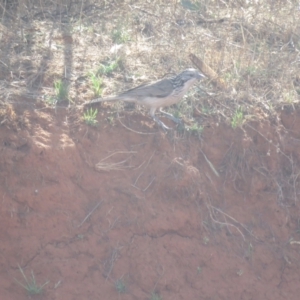 Plectorhyncha lanceolata at Euabalong, NSW - 5 Oct 2017 09:44 AM